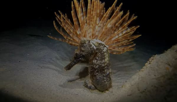 Promoting Curacao during the PADI Dive Festival in Brasil