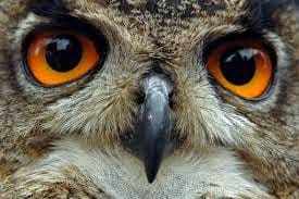 Van Kennis naar Wijsheid! Een voorbeeld van personal coaching