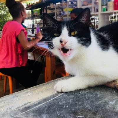 BLOG: DJ the Cat’s Insight of the Painters’ Visits