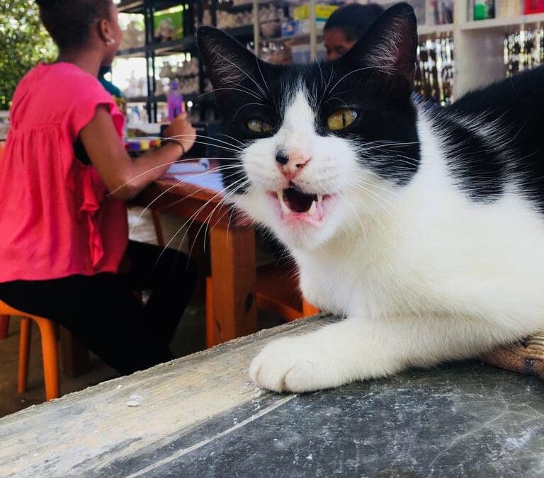 BLOG: DJ the Cat’s Insight of the Painters’ Visits