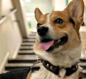 BLOG: 104 Chichi® Sculptures in RBC Bank