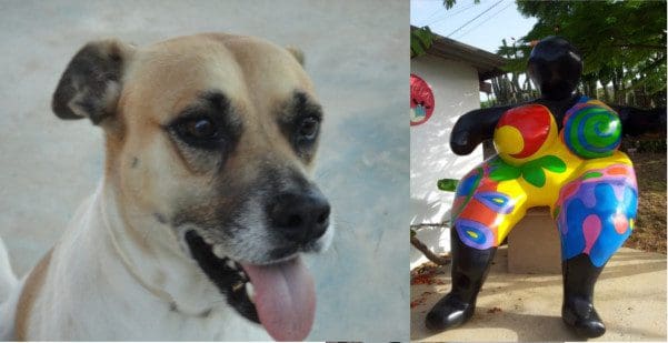 A Stroll Down Memory Lane with Bambi the Dog