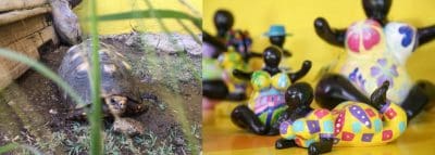 All about the Chichi® shop with Ginger, the tortoise!