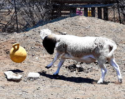 FIFA season with Chili Pepper the goat!