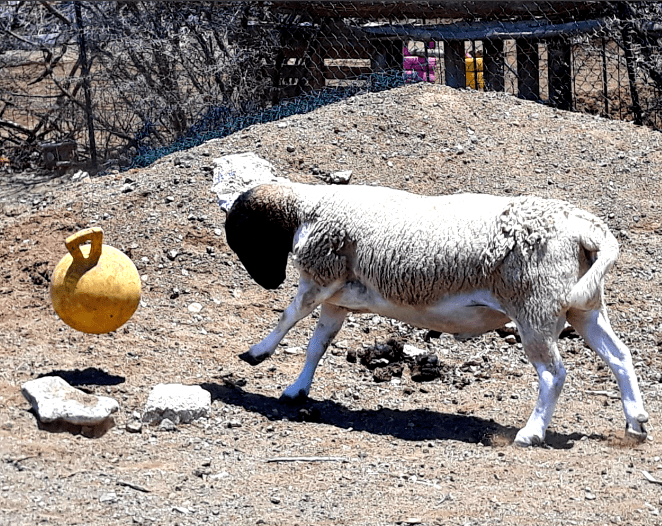 FIFA season with Chili Pepper the goat!