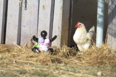 Travel the east of Curaçao with Snowy the chicken