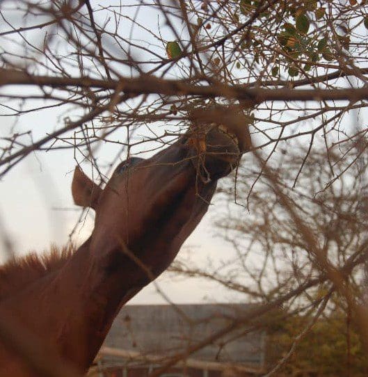 All About Bubu with Cappoccina de la Reina