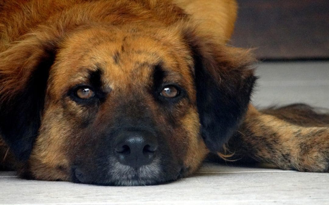 DOG-news 8 november 2015