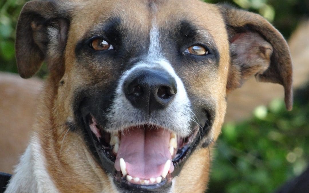 DOG-news 25 december 2016