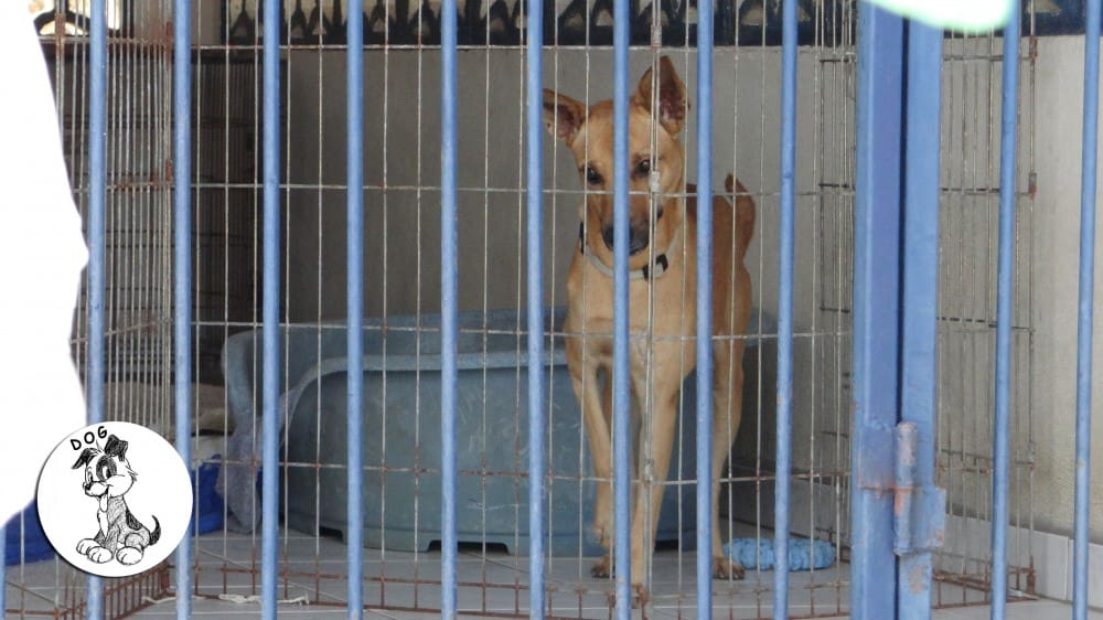 DOG-NEWS 22 februari 2015