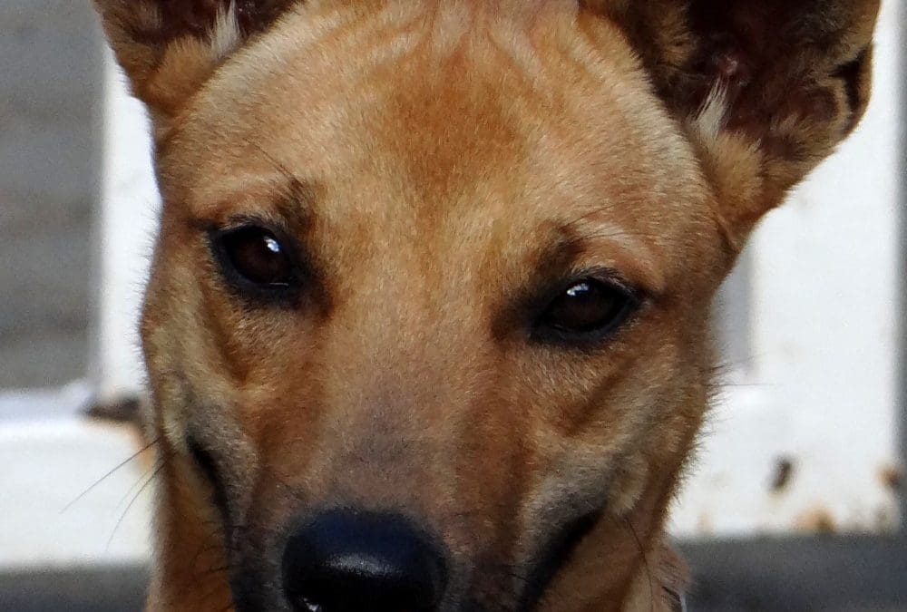 DOG-news 8 februari 2015