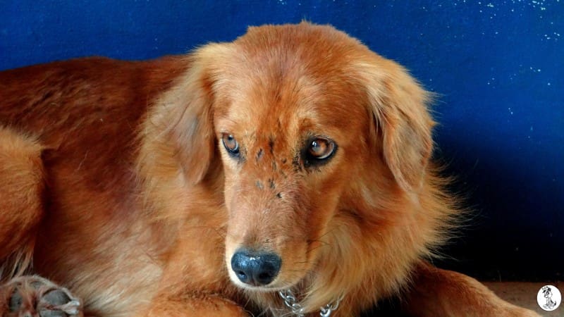 DOG-news  15 maart 2015