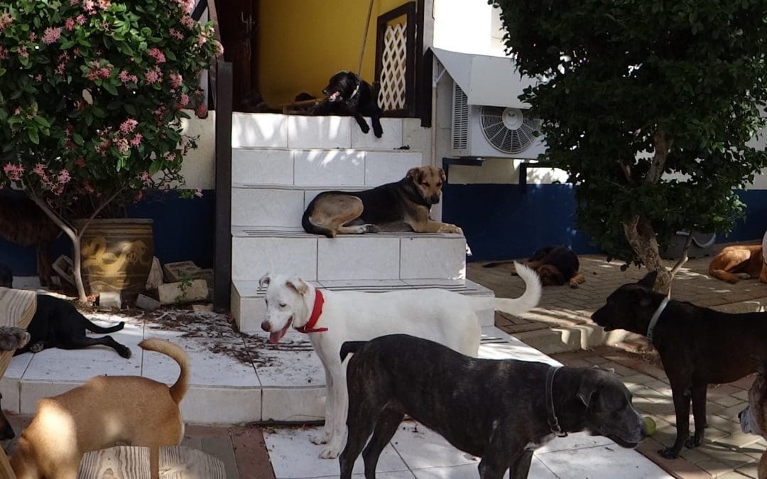 DOG-news 22 maart 2015