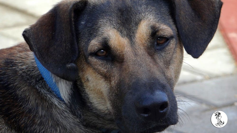 DOG-NEWS 1 maart 2015