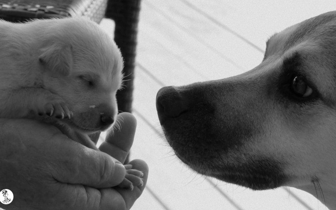 Dog-news 26 april 2015