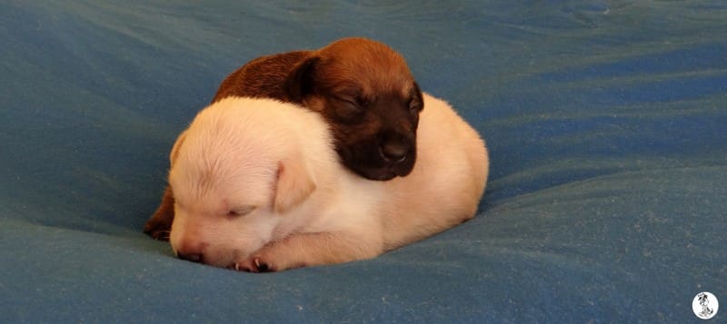 DOG-news 19 april 2015