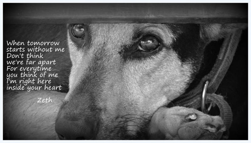 DOG-news 5 april 2015