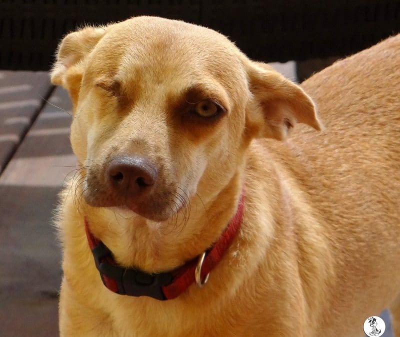 DOG-news 31 mei 2015