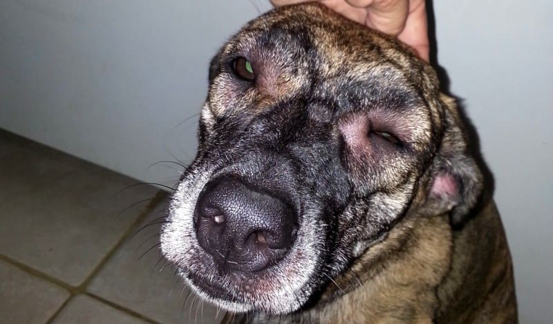 DOG-news 10 mei 2015