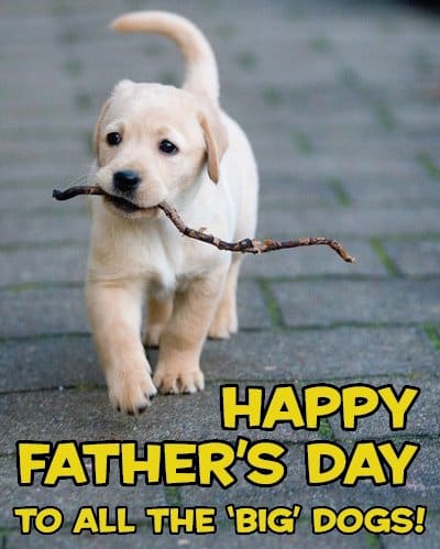 DOG-news 21 juni 2015