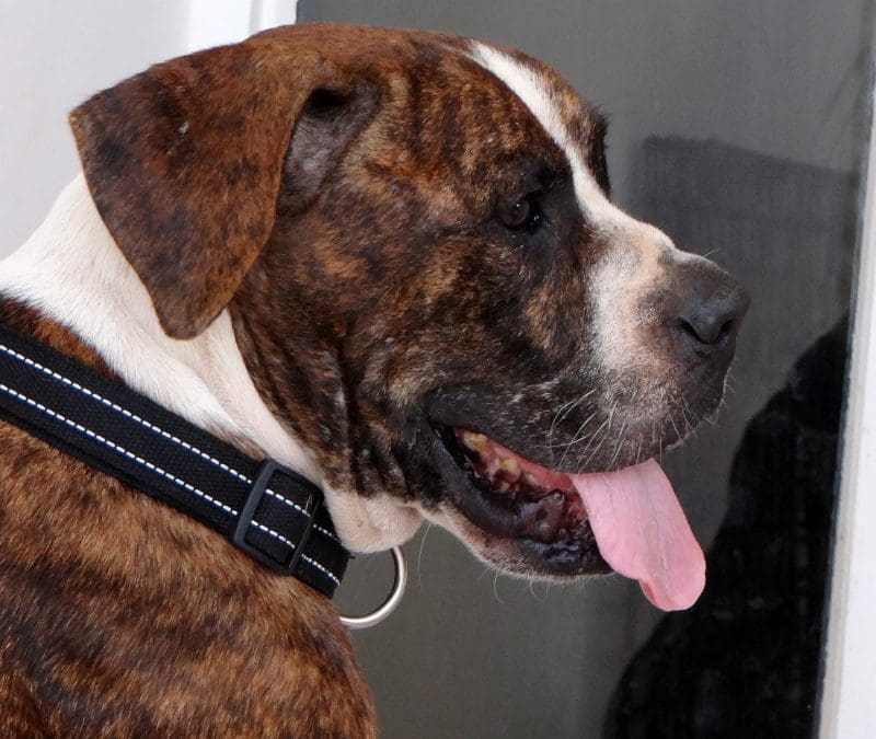 DOG news 3 juli 2015