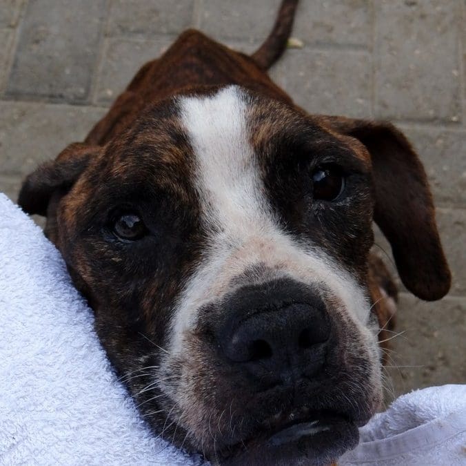 DOG-news  7 juni 2015