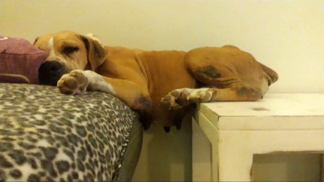 DOG-news 14 juni 2015