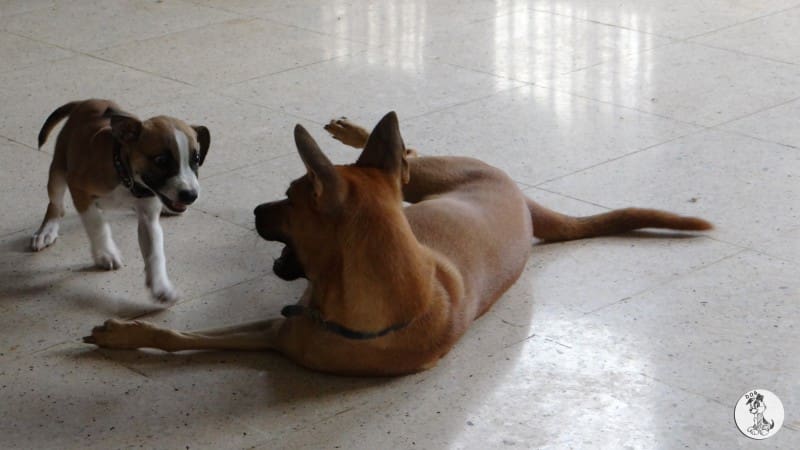 DOG-news 26 juli 2015