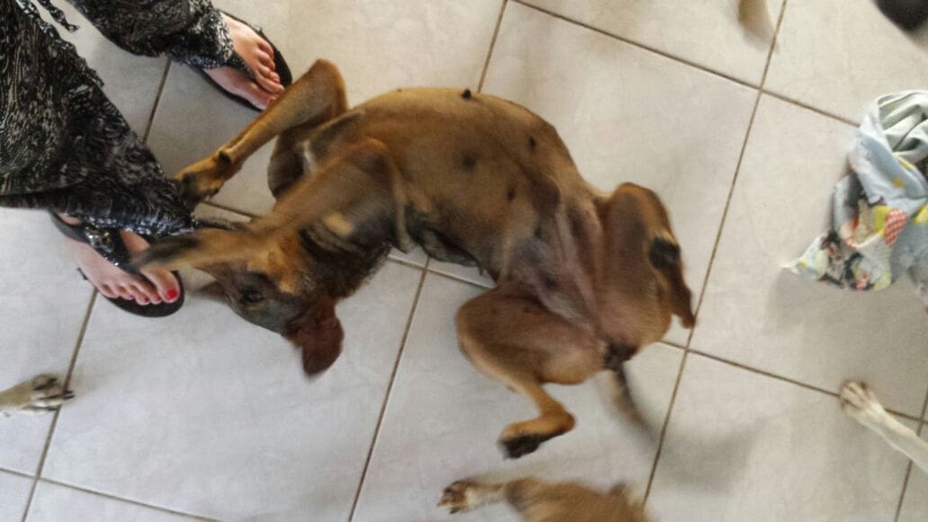 DOG-news 12 juli 2015