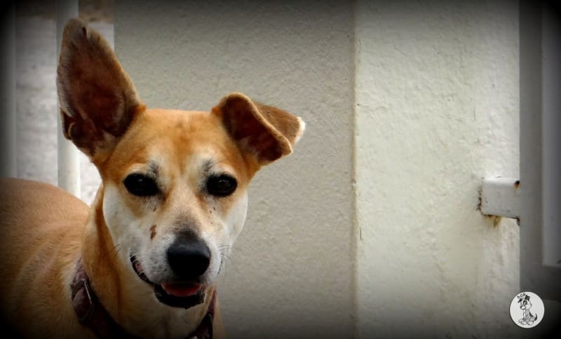 DOG-news 2 augustus 2015