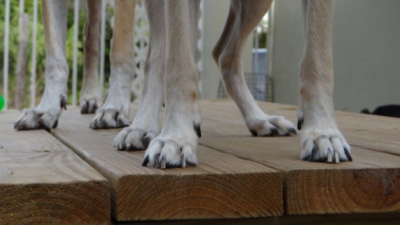 DOG-news 4 oktober 2015