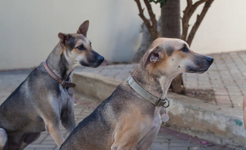 DOG-news 25 oktober 2015