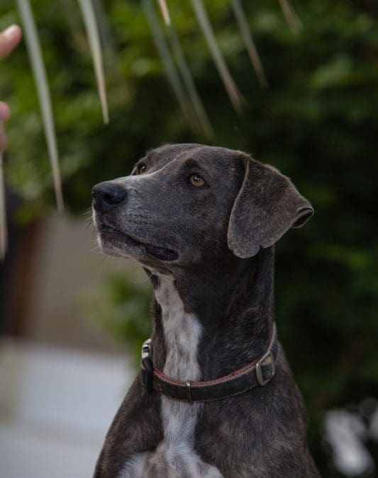 DOG-news 22 november 2015