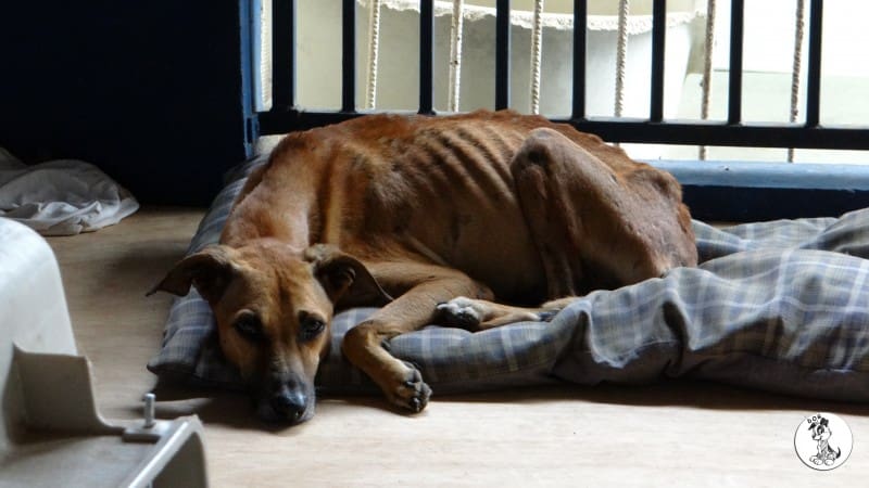 DOG-news 29 november 2015