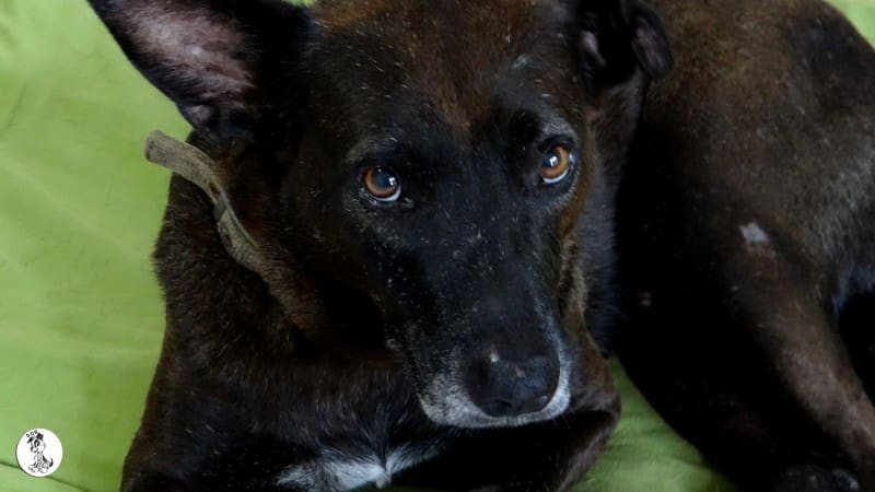 DOG-news 1 november 2015