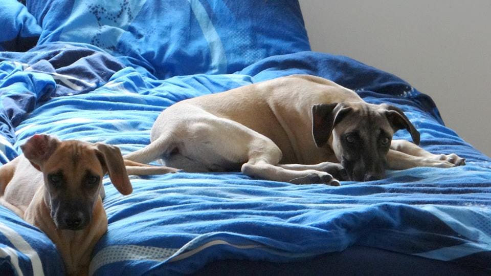 DOG-news 17 januari 2016