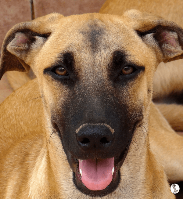 Beethoven (Alex pup)