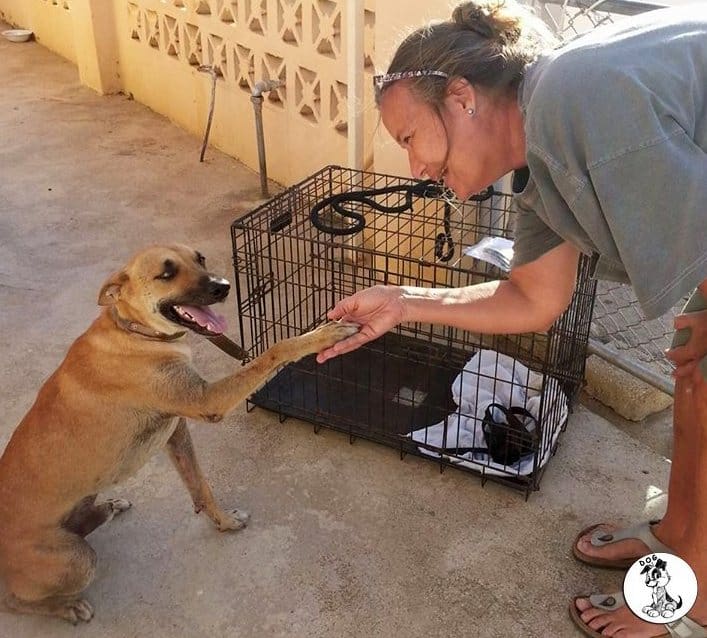 DOG-news 28 februari 2016