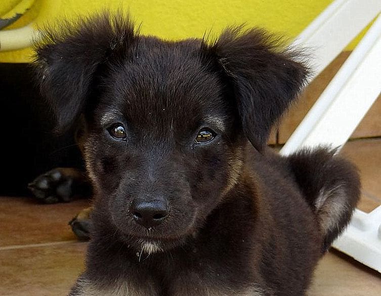 Dodo  (Fluffy) St Cruz pup