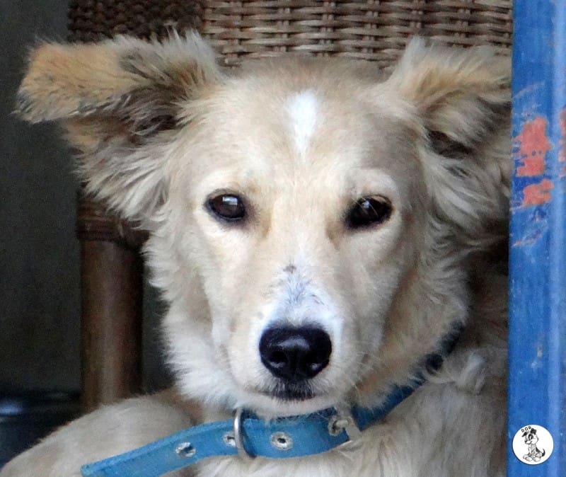 DOG-news 21 februari 2016