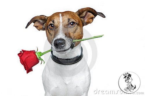 DOG-news 14 februari 2016