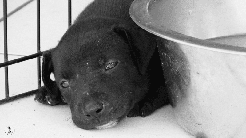 DOG-news 27 maart 2016