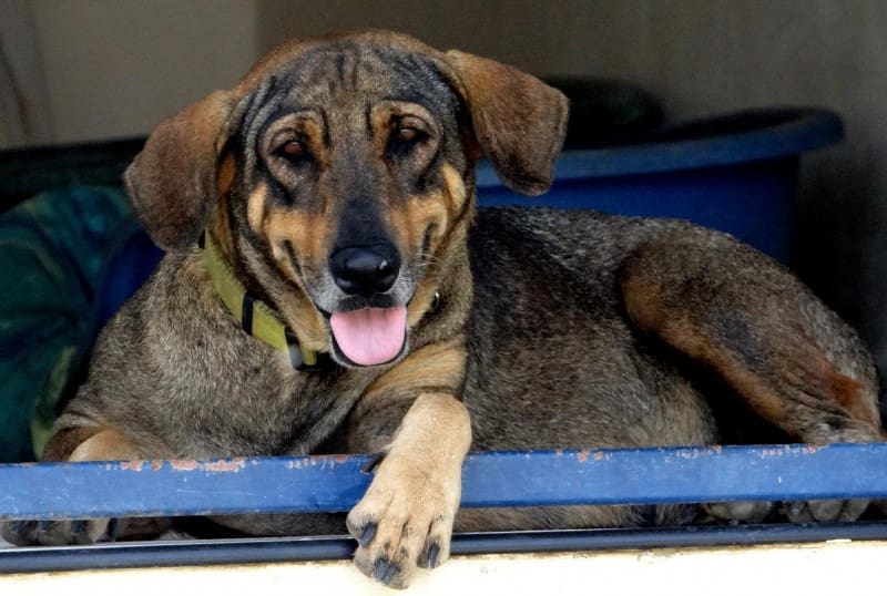 DOG-news 6 maart 2016