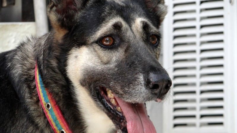 DOG-news 20 maart 2016