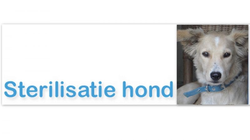 DOG-news 15 mei 2016