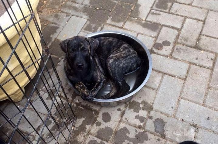 DOG-news 5 juni 2016