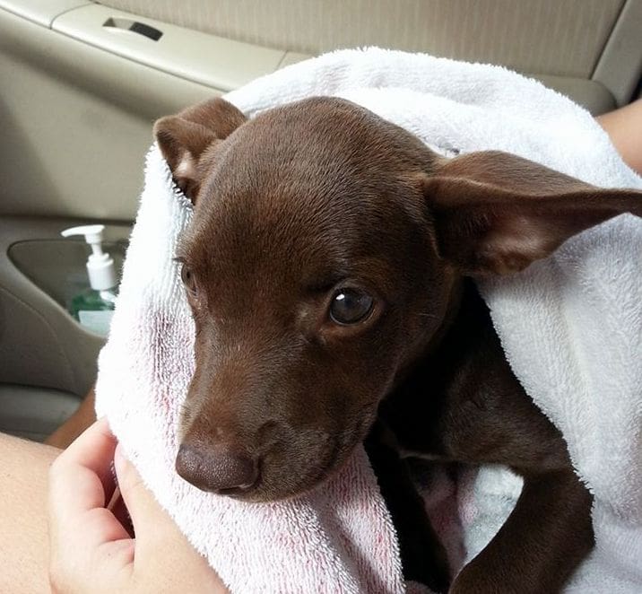 DOG-news 3 juli 2016