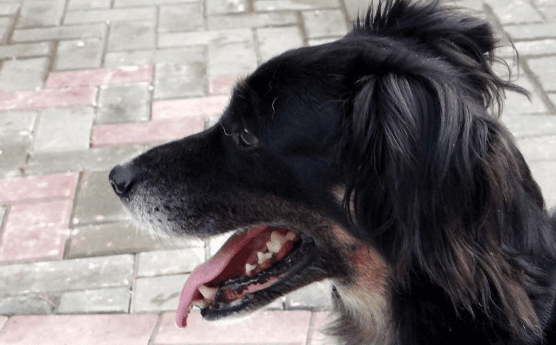 DOG-news 14 augustus 2016