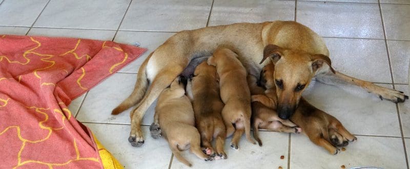 DOG-news 28 augustus 2016