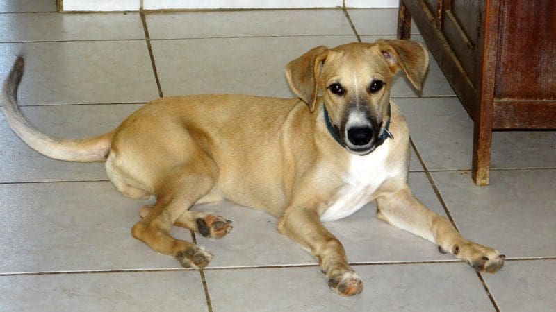 DOG-news 25 september 2016